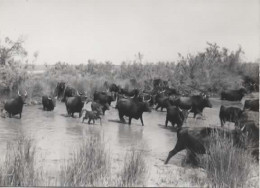 EN CAMARGUE, MANADE DE TAUREAUX REF 14948 - Bull