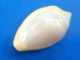 Marginella Cincta Sénégal 20,8mm GEM N2 - Seashells & Snail-shells