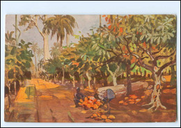 XX11880/ Vollbehr Künstler AK  Kamerun  Kakaoplantage  Afrika Kolonien Ca.1912 - Ehemalige Dt. Kolonien