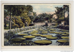 LILY POND, Como Park, St. Paul , Minn - St Paul