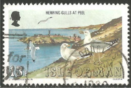 590 Man Mouette De Herring Gull Möwe Gabbiano (MAN-70) - Seagulls