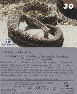 Crotalus Durissus, Reptil, Brasilien, Telemar - Brasil