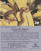 Elaphe Guttata, Reptil, Brasilien, Telemar - Brésil
