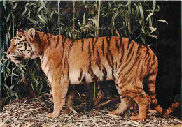 Animaux - Tigres - CPM - Voir Scans Recto-Verso - Tiger