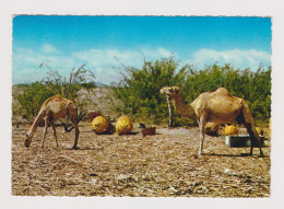 P.D.R.Y. Yemen Camels At Haiswa Village, View Vintage Photo Postcard RPPc (67448) - Jemen