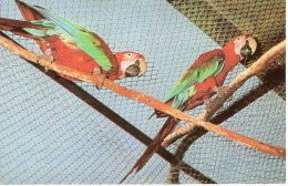 ROMANIA: ZOO BUCHAREST - ARA PARROTS, Unused Postcard - Registered Shipping! - Roumanie