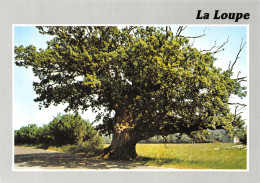28-LA LOUPE-N°4279-B/0143 - La Loupe