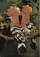 ANIMAUX ET FAUNE - Oiseaux - Huppes - Colorisé - Carte Postale - Vögel