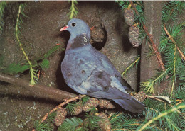 ANIMAUX ET FAUNE - Oiseaux - Pigeon Colombin - Colorisé - Carte Postale - Vögel