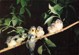 ANIMAUX ET FAUNE - Oiseaux - Mesange Bleue - Colorisé - Carte Postale - Oiseaux