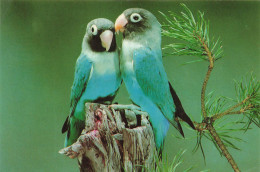 ANIMAUX ET FAUNE - Oiseaux - Schwarzköpf, Blaue Mutation - Horst Braunschweig - Colorisé - Carte Postale - Vögel