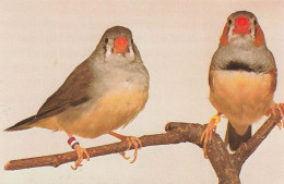 ANIMAUX ET FAUNE - Oiseaux - Timor Zebrafinken - Colorisé - Carte Postale - Vögel