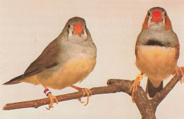 ANIMAUX ET FAUNE - Oiseaux - Timor Zebrafinken - Colorisé - Carte Postale - Oiseaux