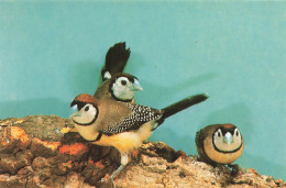 ANIMAUX ET FAUNE - Oiseaux - Ringelastrild - Colorisé - Carte Postale - Vögel