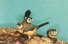 ANIMAUX ET FAUNE - Oiseaux - Ringelastrild - Colorisé - Carte Postale - Oiseaux