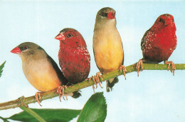 ANIMAUX ET FAUNE - Oiseaux - Tigerfinken - Colorisé - Carte Postale - Birds