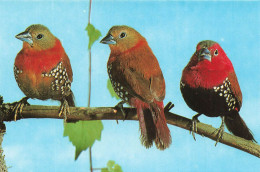 ANIMAUX ET FAUNE - Oiseaux - Roter Tropfenastrild - Colorisé - Carte Postale - Vögel