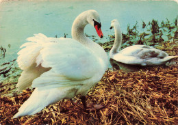 ANIMAUX ET FAUNE - Deux Cygnes - Colorisé - Carte Postale - Andere & Zonder Classificatie