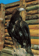 ANIMAUX ET FAUNE - Un Aigle Royal - Colorisé - Carte Postale - Birds