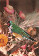ANIMAUX ET FAUNE - Diamant De Gould - Colorisé - Carte Postale - Birds