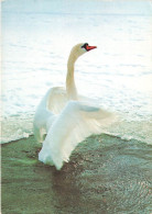 ANIMAUX ET FAUNE - Une Cygne Au Bord De L'eau - Colorisé - Carte Postale - Vogels