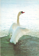 ANIMAUX ET FAUNE - Une Cygne Au Bord De L'eau - Colorisé - Carte Postale - Vögel