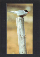 ANIMAUX ET FAUNE - Un Oiseau Migrateur - Colorisé - Carte Postale - Vögel