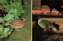 ANIMAUX ET FAUNE - Virginische Baumwachtel I. Blutfasan R. - Colorisé - Carte Postale - Vögel