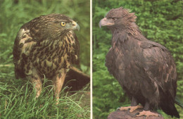 ANIMAUX ET FAUNE - Kaiseradler R. - Habicht L. - Colorisé - Carte Postale - Vogels