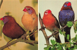 ANIMAUX ET FAUNE - Granatasrild L. Veilchenatsrild R. - Colorisé - Carte Postale - Vogels