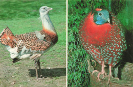 ANIMAUX ET FAUNE - GroBtrappe L. - Tragopan R. - Colorisé - Carte Postale - Vögel