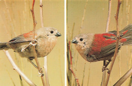 ANIMAUX ET FAUNE - Salvadoris Bergastrild - Colorisé - Carte Postale - Vögel