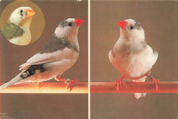 ANIMAUX ET FAUNE - Zebrafinken - Schecke - Grau - Colorisé - Carte Postale - Vögel