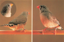 ANIMAUX ET FAUNE - Zebrafinken - Grau (Wildfarbe) - Colorisé - Carte Postale - Vögel