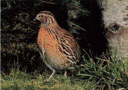 ANIMAUX ET FAUNE - Caille - Colorisé - Carte Postale - Vögel