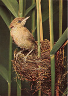 ANIMAUX ET FAUNE - Jeune Rousserole Effarvatte - Colorisé - Carte Postale - Birds