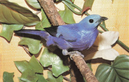 ANIMAUX ET FAUNE - Tangara évêque - Colorisé - Carte Postale - Birds