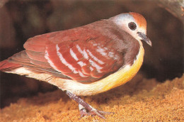 ANIMAUX ET FAUNE - Gelbbrust Erdtaube - Colorisé - Carte Postale - Birds