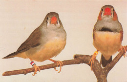 ANIMAUX ET FAUNE - Timor Zebrafinken - Colorisé - Carte Postale - Vogels