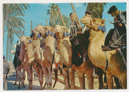 LIBYA, Military Desert Patrols With Camels  Old Photo Postcard - Libye