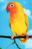 ANIMAUX ET FAUNE - Pfirsichköpfchen - Colorisé - Carte Postale - Vögel