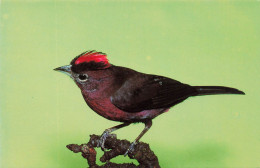 ANIMAUX ET FAUNE - Roter Kronfink - Colorisé - Carte Postale - Vögel