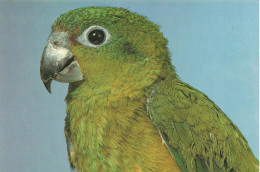 ANIMAUX ET FAUNE - Rotspiegel Amazone - Colorisé - Carte Postale - Vögel