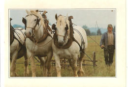 Chevaux Boulonnais En Plein Labeur-attelage- Scene En Pas De Calais- Cpm - Nord-Pas-de-Calais