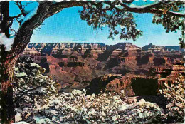 Etats Unis - Grand Canyon - Grand Canyon National Park - CPM - Voir Scans Recto-Verso - Gran Cañon