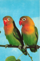 ANIMAUX ET FAUNE - Pfirsichköpfchen - Colorisé - Carte Postale - Vögel
