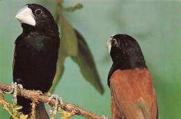 ANIMAUX ET FAUNE - Dickschnabelnonne - Colorisé - Carte Postale - Vögel