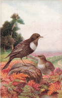 ANIMAUX ET FAUNE - Ring Ousels - Colorisé - Carte Postale - Vögel