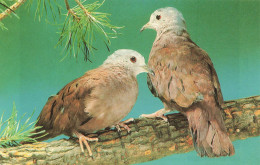 ANIMAUX ET FAUNE - Colombes Rousses  - Colorisé - Carte Postale - Birds