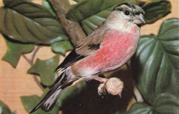 ANIMAUX ET FAUNE - Bouvreuil Pivoine - Colorisé - Carte Postale - Birds